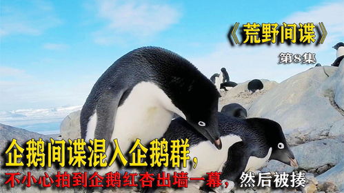 (企鹅间谍 中文配音)探索企鹅间谍世界：揭秘英文字幕下的精彩故事与角色解析