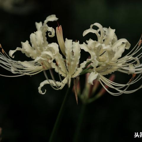 (《主神大道》)探寻主神大道：通往无尽可能的奇幻旅程与修炼秘籍