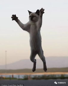 (功夫喵星人下载)功夫喵星人官方TV版:猫咪武术大片,保卫家园的萌宠战士 (功夫喵星人下载)功夫喵星人官方TV版:猫咪武术大片,保卫家园的萌宠战士