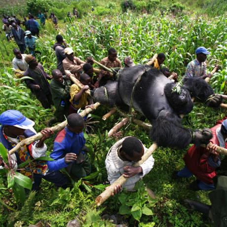 一步一陷阱,挑战你的智慧和勇气:探索仙境传说RO中爱如初见陷阱流猎人的独特技能及其在团队副本中的关键作用