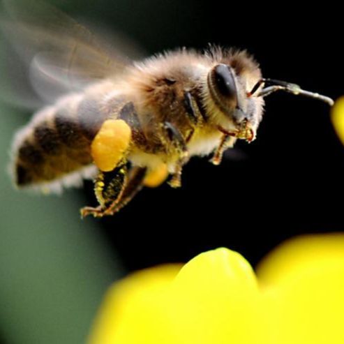 (小蜜蜂主播)网友质疑小蜜蜂老师直播是否真实可靠值得信赖？