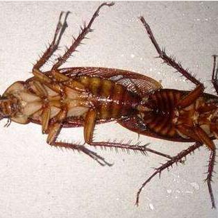 (黑龙是什么)黑龙在龙中的地位：究竟是崇高统治者还是孤独异类？