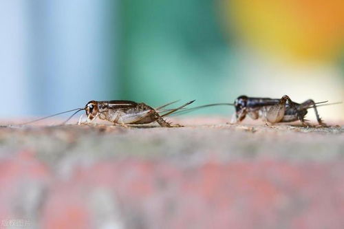 (蟋蟀夜晚唱歌的样子)蟋蟀的歌声停了，夜晚的寂静如何填补