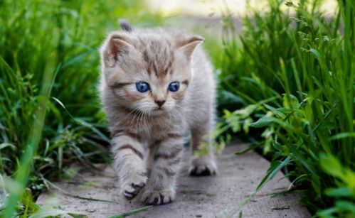 (家里猫味道很大怎么去除)如何有效消除家中猫异味？猫异味重吗会影响家庭生活质量吗？