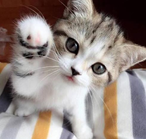 (家里猫味道很大怎么去除)如何有效消除家中猫异味?猫异味重吗会影响家庭生活质量吗? (家里猫味道很大怎么去除)如何有效消除家中猫异味?猫异味重吗会影响家庭生活质量吗?