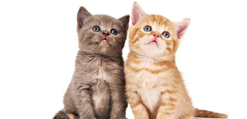 (猫中暑能自己恢复么)猫中暑能自己恢复吗？如何帮助猫自我康复？