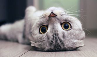 (猫中暑能自己恢复么)猫中暑能自己恢复吗？如何帮助猫自我康复？