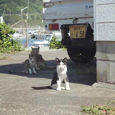 (猫咪天堂房间的最高评价)探秘猫咪天堂攻略：如何选择适合宠物的家具？