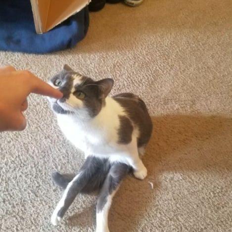 (猫咪天堂房间的最高评价)探秘猫咪天堂攻略：如何选择适合宠物的家具？