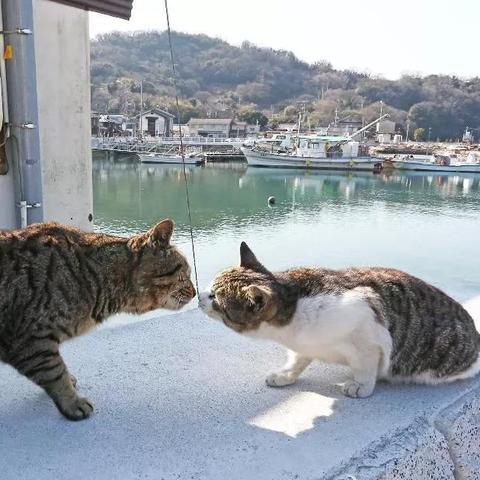 (猫咪天堂房间的最高评价)探秘猫咪天堂攻略：如何选择适合宠物的家具？