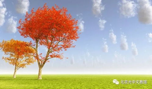 (金黄的秋叶飘飘荡荡)秋之回忆：金黄的落叶飘飘，思绪随风飘扬，遥思往事绵长难忘