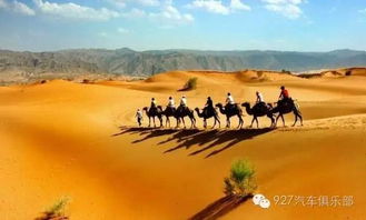 深入浅出探讨《流浪城堡 大漠之狼》：揭秘主角克服荒漠艰难险阻，励志成长为自由狼群领袖的心路历程