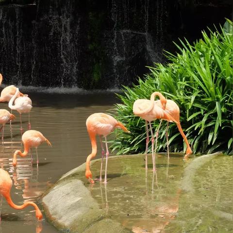 (疯狂动物园客服联系)疯狂动物园客服电话-了解动物园服务，万事从心开始