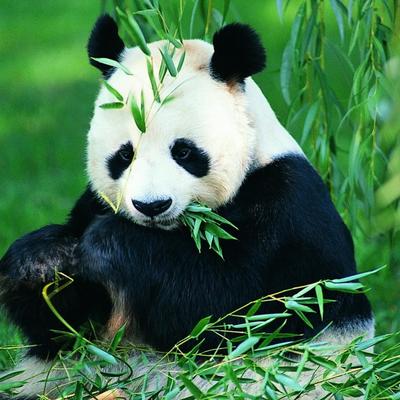 (巨兽战场正版最新礼包码)巨兽战场无限钻石免费购买攻略大揭秘：抢先体验最强战力！