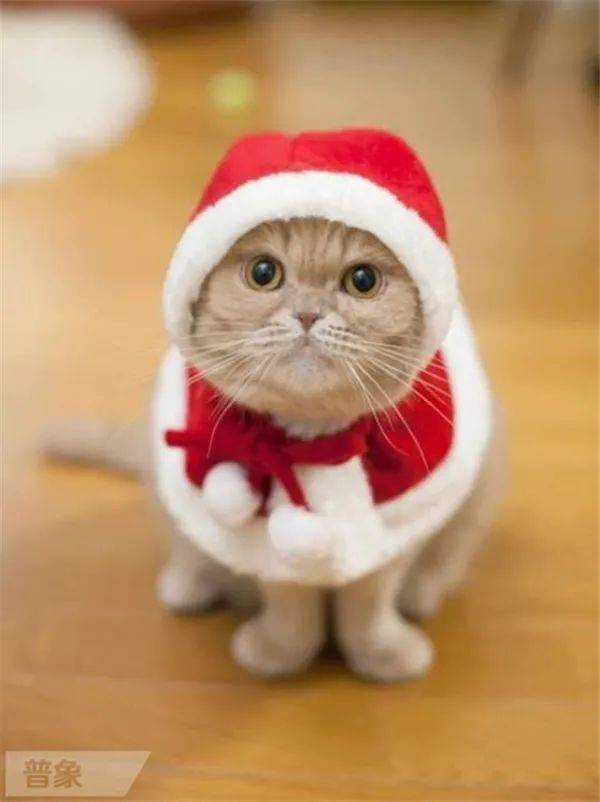 (萌图可爱宠物)100只超级可爱的萌宠图片合集，治愈你的压力与烦恼