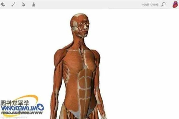 (谷歌人体浏览器手机版下载)探秘谷歌人体浏览器网页版：打开身体奥秘的新大门