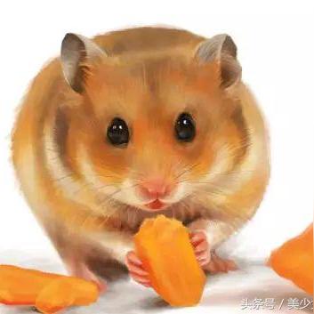 (口袋对决怎么mega)口袋对决手游：收集萌宠，挑战冠军，展示你的策略和实力！