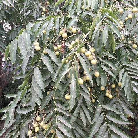 (圣树唤歌几点开服)圣树唤歌开服时间表:精彩活动抢先知,绝不容错过 (圣树唤歌几点开服)圣树唤歌开服时间表:精彩活动抢先知,绝不容错过