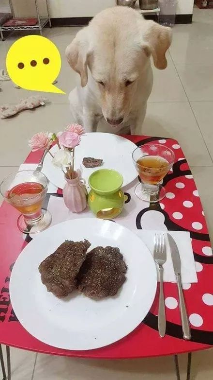 (家居改造王狗狗食谱牛排套餐)探索家居改造王如何喂食狗狗牛排，让你家更温馨舒适