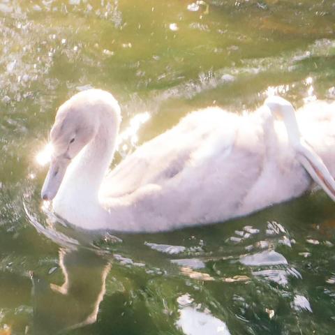 梦幻动物城免广告最新版！全新升级，畅快享受无广告游戏体验！