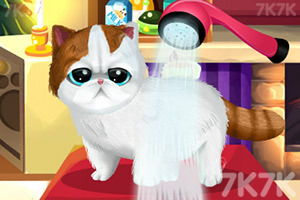 (萌宠游戏大全可爱)探寻最受欢迎的萌宠游戏排行榜