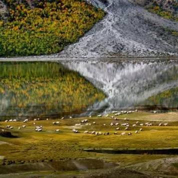 探寻绵羊村的恬静时光：全方位攻略带你发现这个宁静小镇的魅力