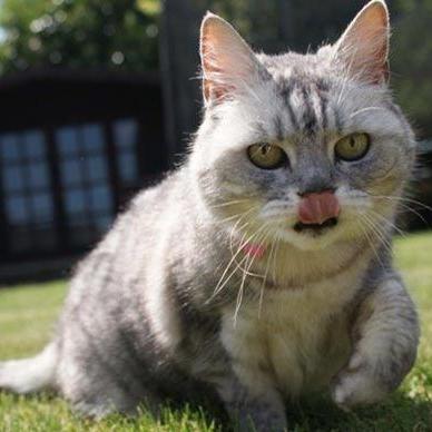 我的喵会功夫折相思：以创新宠物训练理念揭示人类与动物间深刻情感纽带的全新理解