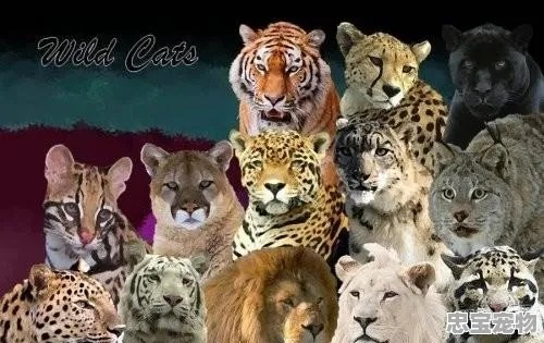 (用动物做代号)十大最适合做代号的动物名，从企鹅到猎豹都是绝佳选择