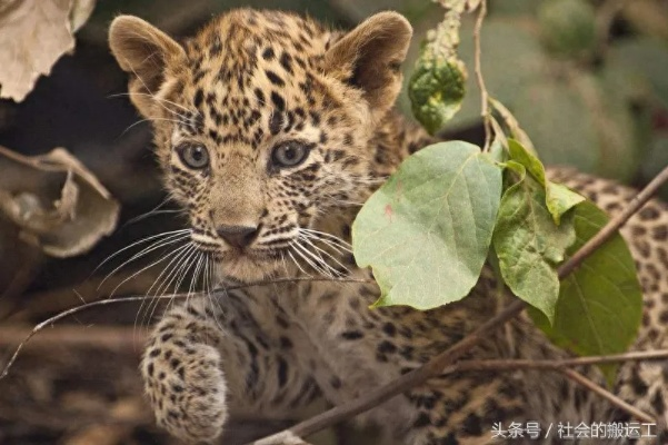 (用动物做代号)十大最适合做代号的动物名，从企鹅到猎豹都是绝佳选择