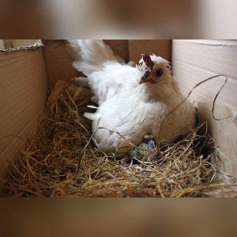 (喵喵家园领红包是真的吗)喵喵农场红包版:探索新奖励,尽情领取优惠福利 (喵喵家园领红包是真的吗)喵喵农场红包版:探索新奖励,尽情领取优惠福利