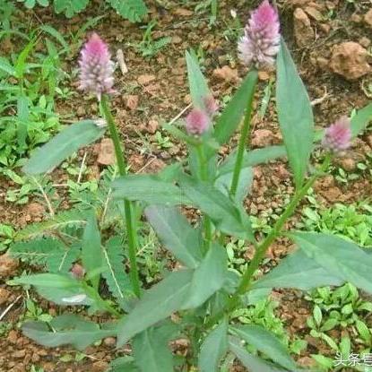 青箱子的功效与作用：降火解毒，清热解毒，清肝明目，主治各种感冒症状