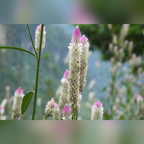 青箱子的功效与作用：降火解毒，清热解毒，清肝明目，主治各种感冒症状