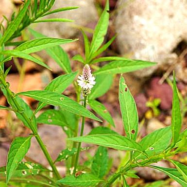 青箱子的功效与作用：降火解毒，清热解毒，清肝明目，主治各种感冒症状