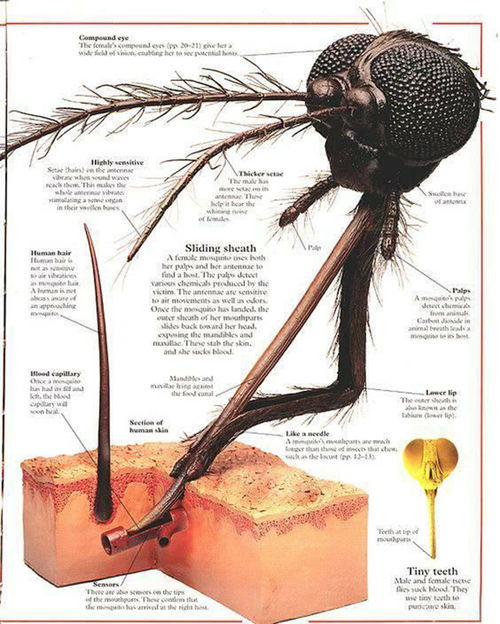 (血蝶什么意思)深入探讨血蝶的隐喻和象征意义