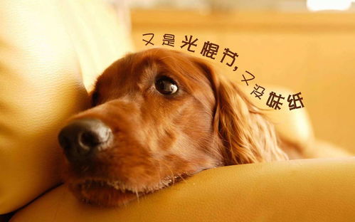 (狗狗呼叫喵星人)狗狗呼叫喵星攻略：如何让你的狗狗与喵星和谐相处？