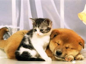 (狗狗呼叫喵星人)狗狗呼叫喵星攻略：如何让你的狗狗与喵星和谐相处？