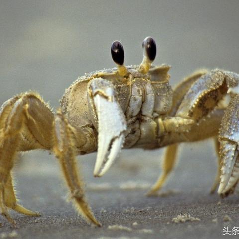 探秘九州仙域手游世界，畅游仙侠修仙之路，感受神秘仙界奇遇与冒险乐趣