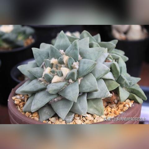 植物大战僵尸2破解版无限钻石:打造无敌植物军团,享受无限畅游战场! 植物大战僵尸2破解版无限钻石:打造无敌植物军团,享受无限畅游战场!