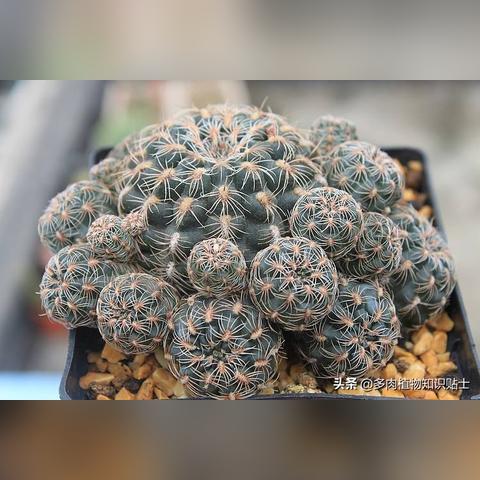 植物大战僵尸2破解版无限钻石:打造无敌植物军团,享受无限畅游战场! 植物大战僵尸2破解版无限钻石:打造无敌植物军团,享受无限畅游战场!