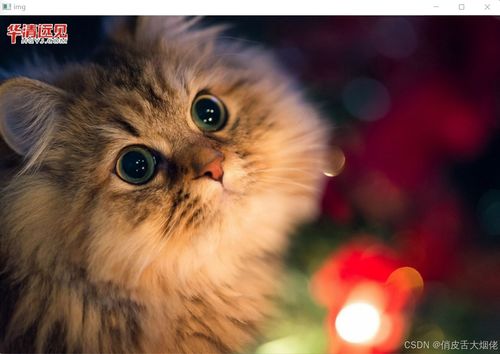 (猫语咖啡全猫咪图鉴)猫语咖啡新版2024年最新消息：全新体验等你来探索