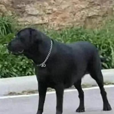 (噩梦岛官网)2023年最新免费下载：噩梦岛mod菜单拓展全攻略