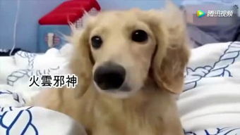 (萌宠归途免费下载)《萌宠归来》免费阅读全文，跟着宠物的足迹探索奇幻世界