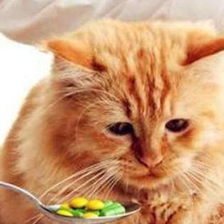 探秘我的喵会功夫内置菜单：揭秘猫咪神秘的特殊技能和菜单选择