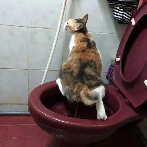 探秘我的喵会功夫内置菜单：揭秘猫咪神秘的特殊技能和菜单选择