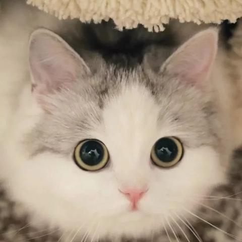 (家养可爱宠物排名)萌宠养什么好？探索适合家庭的可爱宠物及其饲养技巧