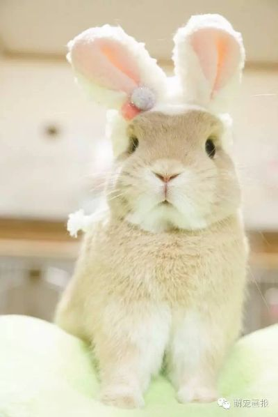 (兔子萌照)想看可爱的兔子？这里有400张超萌兔子图片等你来欣赏！