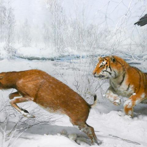 在采访中意外遇见野生东北虎，如何应对危险情况及保护自己的措施？