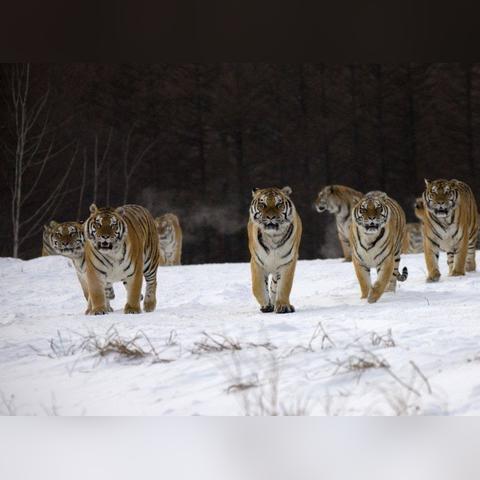 在采访中意外遇见野生东北虎,如何应对危险情况及保护自己的措施? 在采访中意外遇见野生东北虎,如何应对危险情况及保护自己的措施?