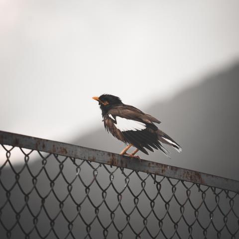 探索未知之旅：详解如何利用超级精灵手表成功抵达雪山之巅的完整指南