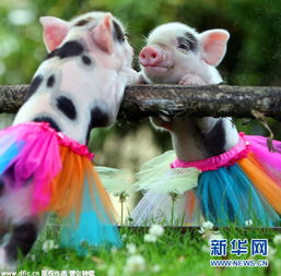 (动物系列人电视剧)免费观看：动物人间第八集，精彩内容尽在眼前